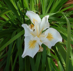 California Native Perennials